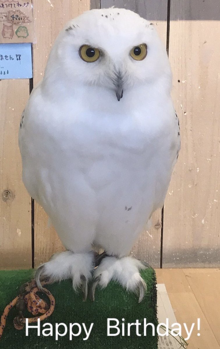 Country ｏwl Owl Countryowl Twitter