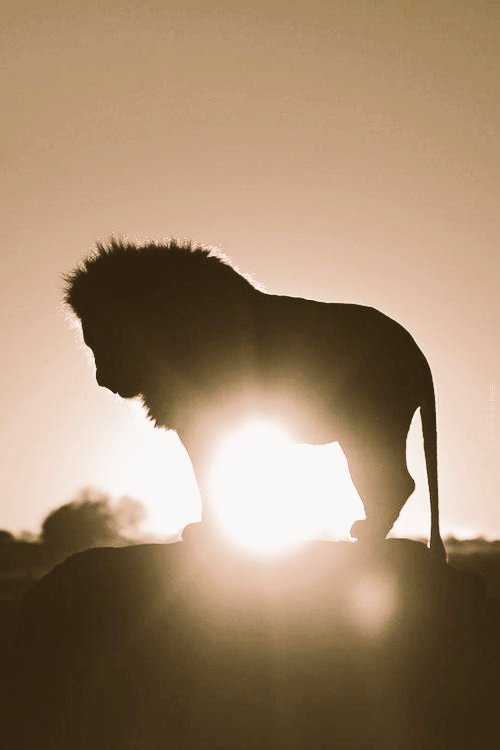 __"El coraje de estar solo como un león,  y vivir de acuerdo a tu propia luz." 

  ~ Osho ✒📚
#Osho #quotes 
#BuenDia 
#FelizMiercoles 
#BuenosDiasATodos