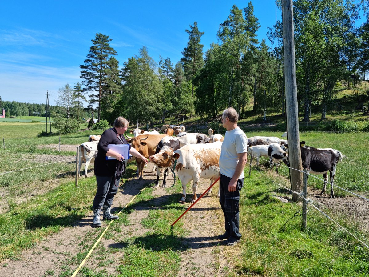 auli_hirvonen's tweet photo. Luonnon monimuotoisuuskartoitusta maitotilalla. Tilan eläimet lapinlehmiä, kyyttöjä ja länsisuomenkarjaa. Jo tilan karja kertoo monimuotoisuudesta. Luonnonlaitumia, kukkivia pientareita, lintuja ja perhosia. Karja lisää lumoa! @ValioFi @maajakotitalous @ProAgria #MKNmaisema https://t.co/aPx7IqnTJC