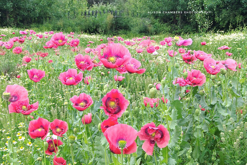 Opium Poppies©️. Shop.Photo4Me.com/1028762 10% off use code: EUROS2021 also from fineartamerica.com/featured/opium… & alisonchambers2.redbubble.com & society6.com/alisonchambers2 #OpiumPoppies #floralcanvas #floralproducts #notonthehighstreet @Photo4mecom