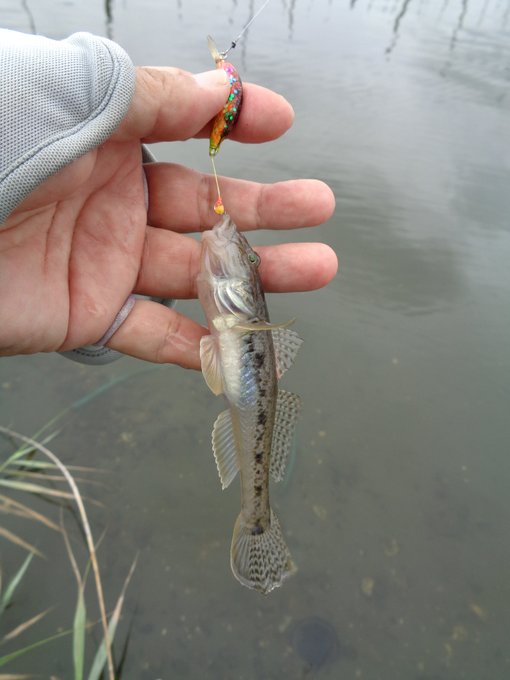 今週のハゼのルアー釣り
放水路激赤潮😔
しばらくもどらないんじゃないかな～
来週どうしよう・・・
#ハゼクラ 