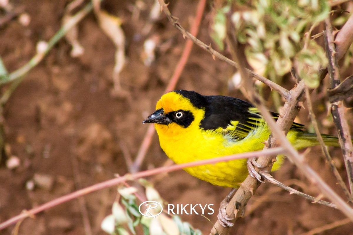 RikkysWild's tweet photo. Pic of a Weaver Bird taken in Meru near the Meru Museum.
Picture dates back to July 15th, 2013
#Photography #PhotoOfTheDay #RikkysWild #RikkysPhotography #RikkyStudios #RikkysProductions https://t.co/uUFUTz7sDT