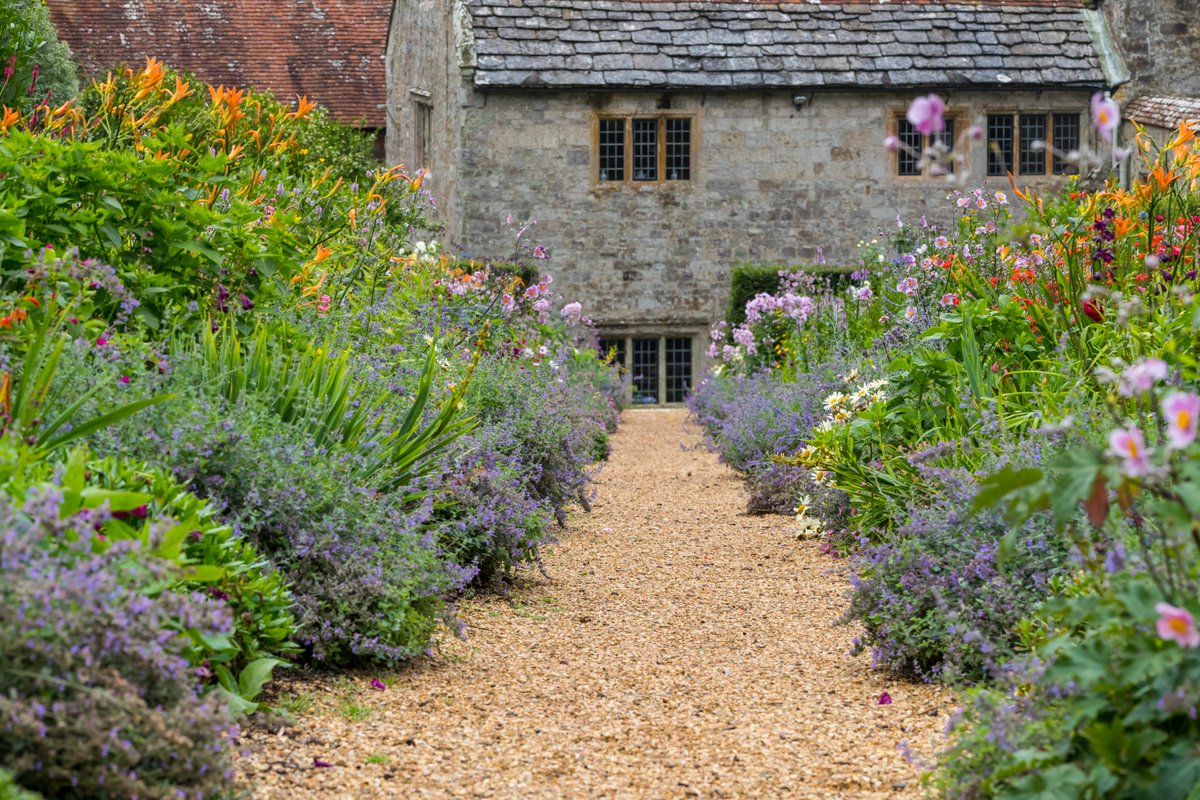 The garden at Mottistone in summer, looking down a gravel pathway to a stone house in the background. Either side of the pathway, the flower borders are bursting with colour from lilies, lavender and many other summer flowers in bloom.