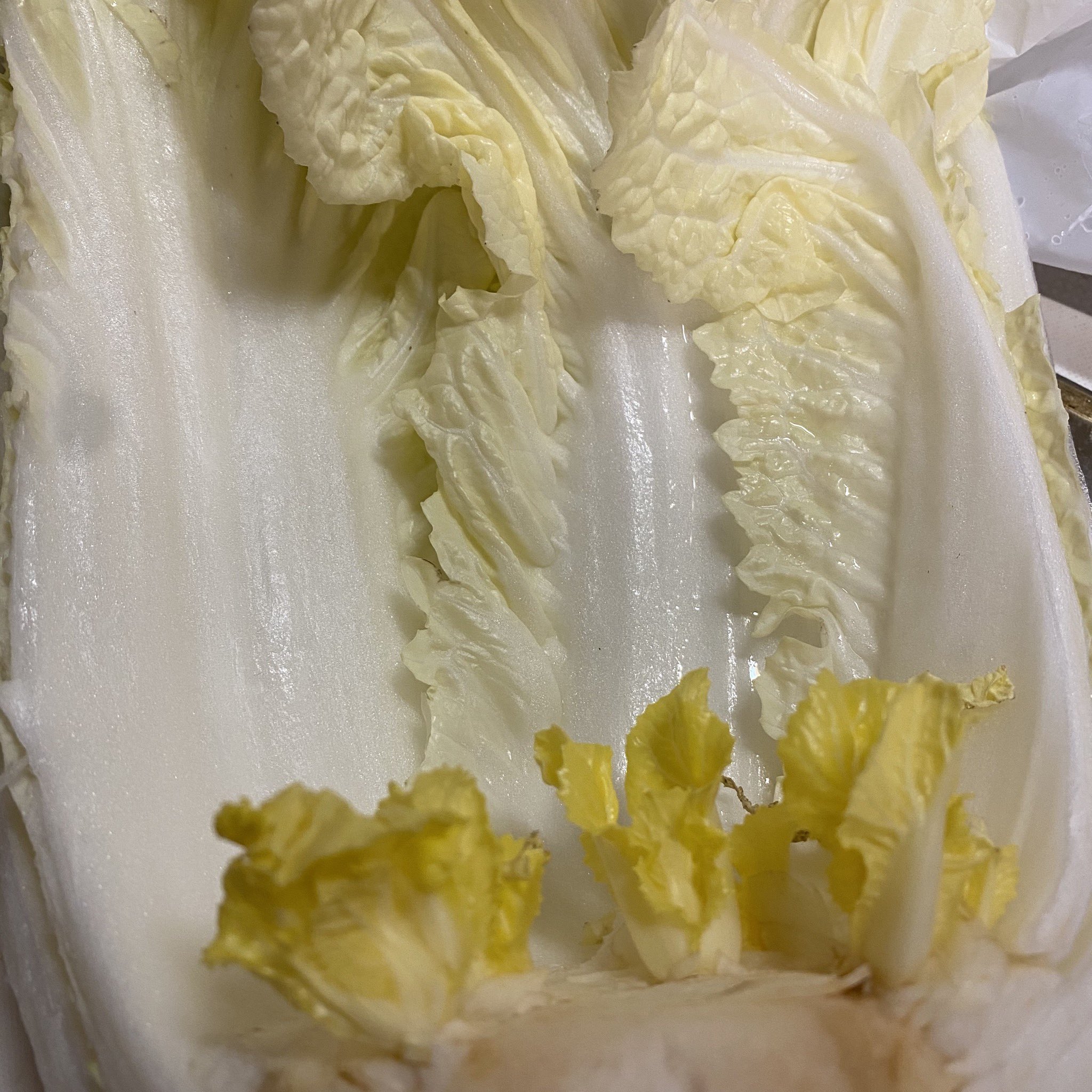 ここね 見て見て 1 2カットの白菜を買って 真ん中から使って冷蔵庫の野菜室にしばらく放置してたら育ってた 白菜 冷蔵庫 育つ T Co To5m7hyjij Twitter