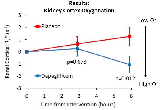 Stoffet dapagliflozin har vist sig at beskytte virkelig effektivt mod nyresygdom, men ingen har kunnet forklare, præcist hvorfor det virker så godt. Et studie fra <a href="/JensChristianL2/">Jens Christian Laursen</a>  viser nu, at det sandsynligvis skyldes højere iltmætning i nyrerne bit.ly/3h7KnoQ #sundpol