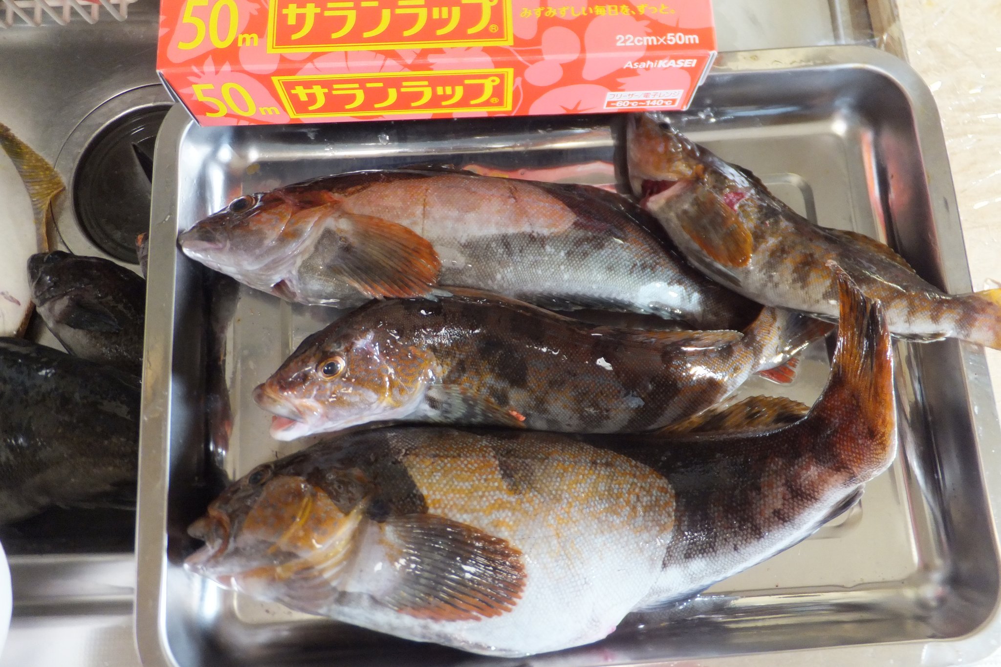 おくまんまる Twitter Search Twitter