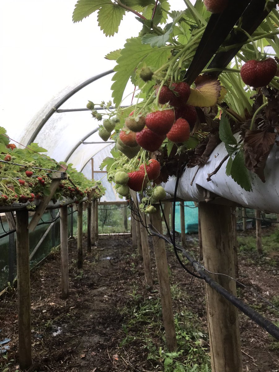 Gardeners Delight tweet media