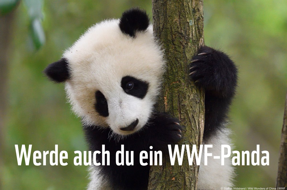 Aufgepasst!🙋‍♀️ Wir haben eine tolle Praktikumsstelle zu vergeben in Social Media (80%) 🐼 bewirb dich jetzt:ow.ly/eC6x50FlvW4