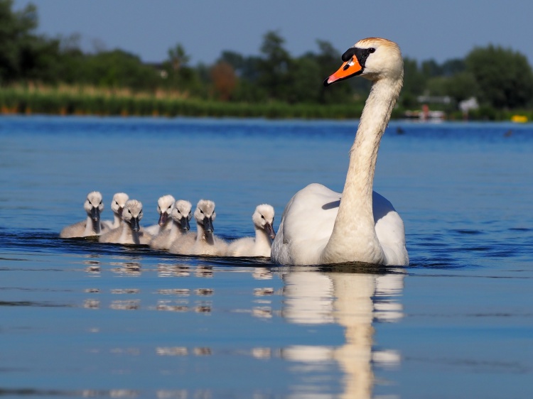 Je hebt nog 1 dag om mee te doen met onze #fotowedstrijd 'Lente'. Stuur jij nog een mooie foto in? ringfoto.nl/fotowedstrijd-…