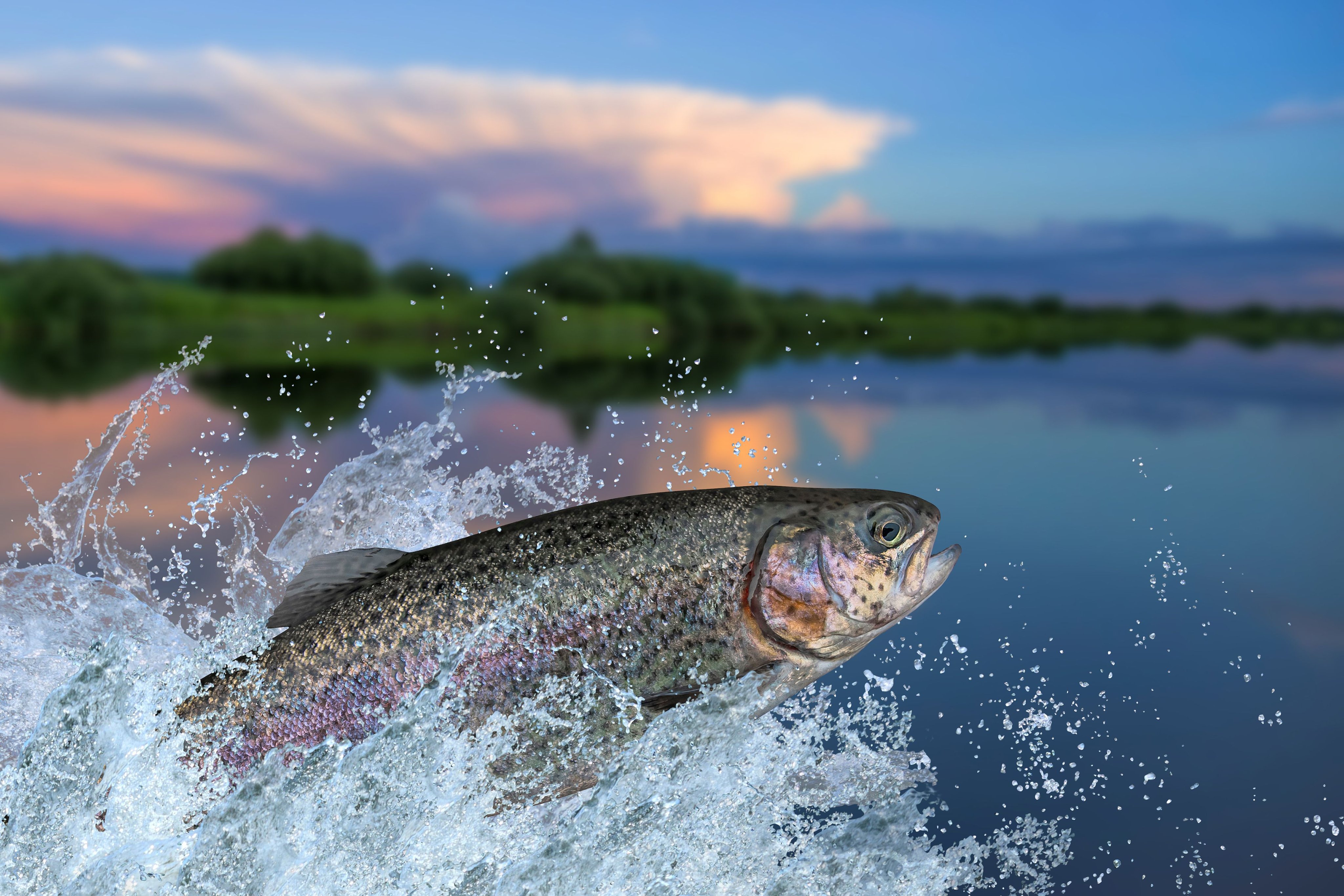 One-third of freshwater fish face extinction and other freshwater