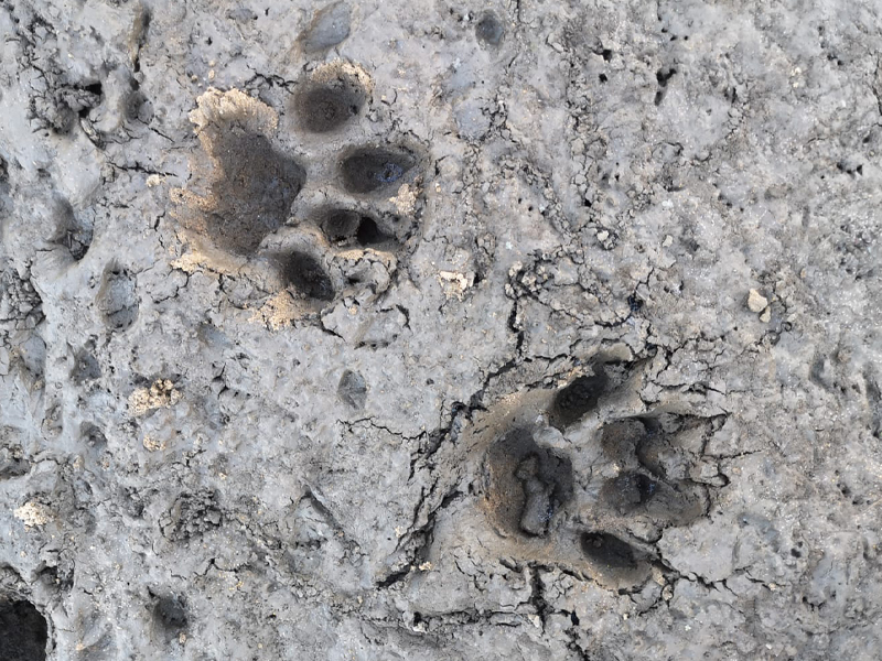 EcoTraining's tweet photo. #SafariTrivia this Tuesday.
Can you #ID this track?
These beautiful imprints were spotted at #Selati.
Photo credit: Frederic Ueberschaer
Please drop us a comment below and let us know.
#nature #Africa #fieldguide #wildlife #animals #EcoTraining https://t.co/6cSvrL3hMo