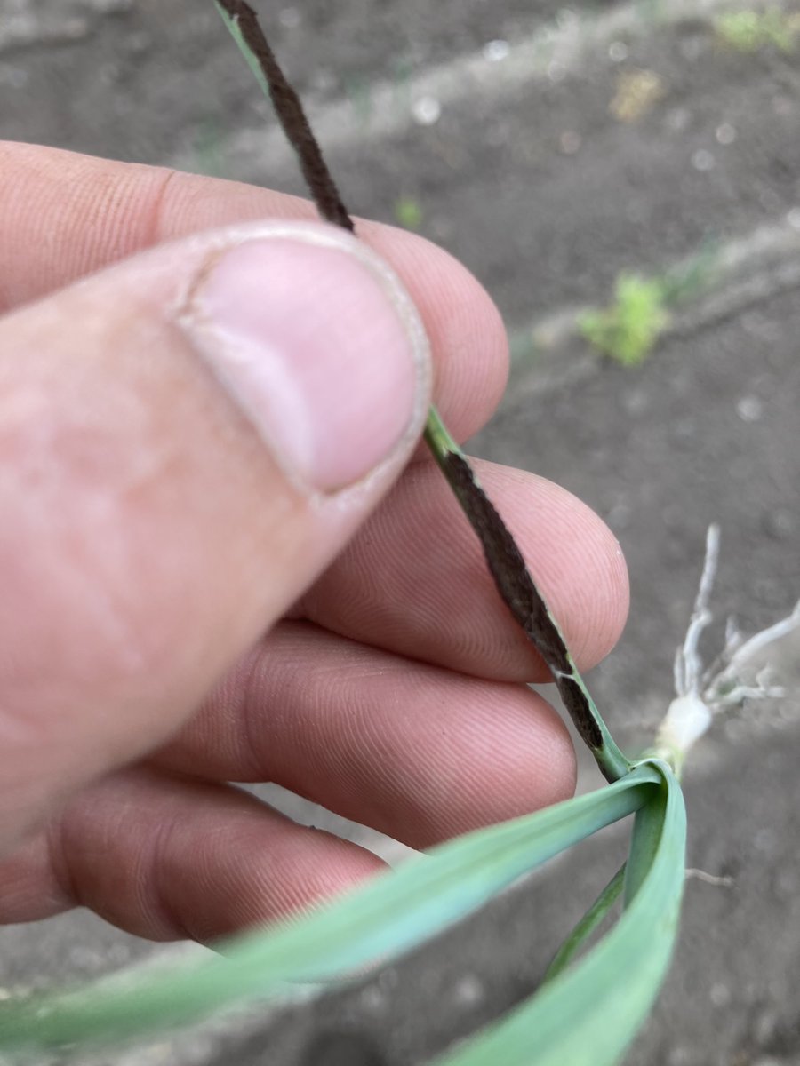 LumleySean's tweet photo. Every day is a school day as they say. After 12 years walking leeks a brand new disease for me. This is untreated seed, just shows what happens as we loose established chemistry. #Onionsmut #alwayslearnig #Leeks @Kingston22W @GoodgerSimon https://t.co/SleIUnKfct
