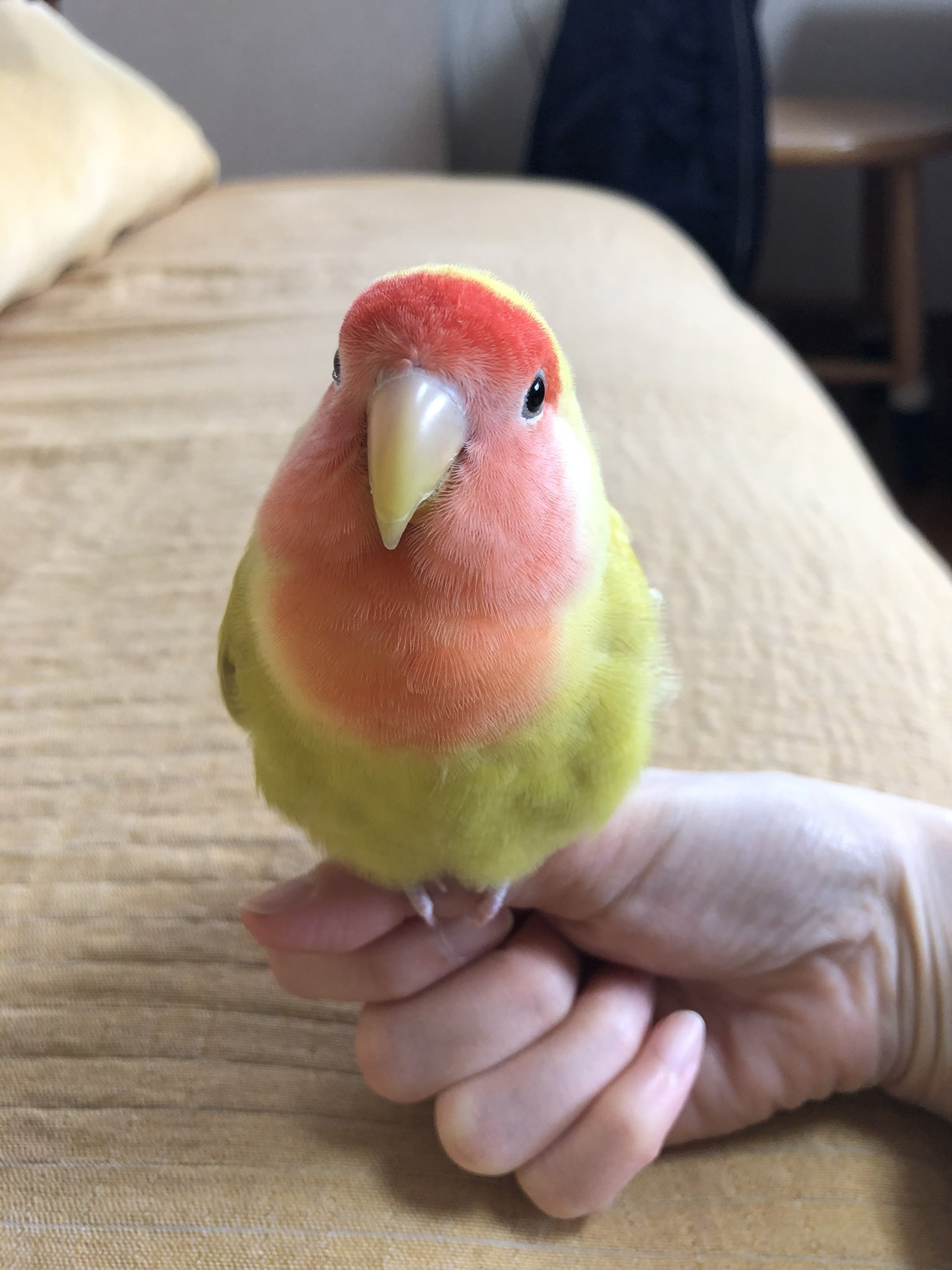 コザクラインコ　リクエストページ コザクラインコ - Search / X