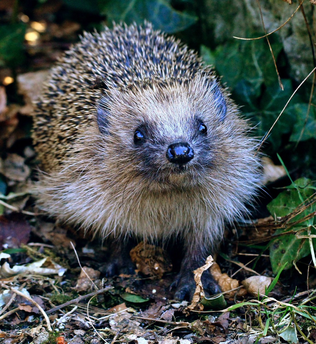 a plea - my petition needs just over 9,000 signatures to reach a million - and we NEED to get this done this week. PLEASE could you share it with everyone you know - and if you know any 'influencers' .... change.org/p/help-save-br…