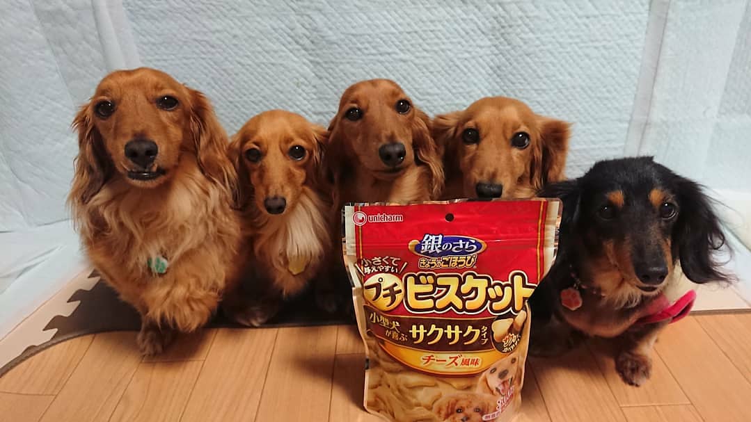 ミニチュアダックス多頭飼い Twitter Search