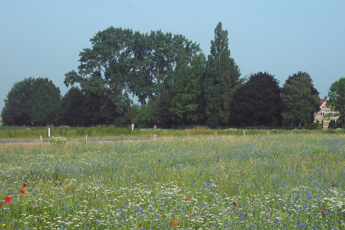 Wij krijgen regelmatig signalen van inwoners die zich zorgen maken over de achteruitgang van de #biodiversiteit. Ook doen mensen oproepen om de gemeentelijke bermen beter te beheren, zodat planten en dieren meer kans krijgen. Dat gaan we doen! Meer info: bit.ly/2U9QNLr.