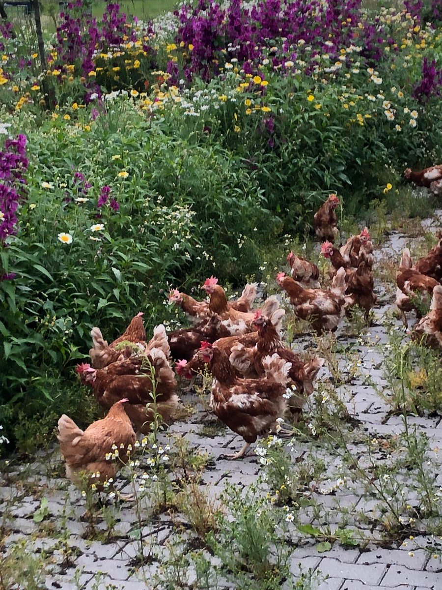 Henk Brink tweet media