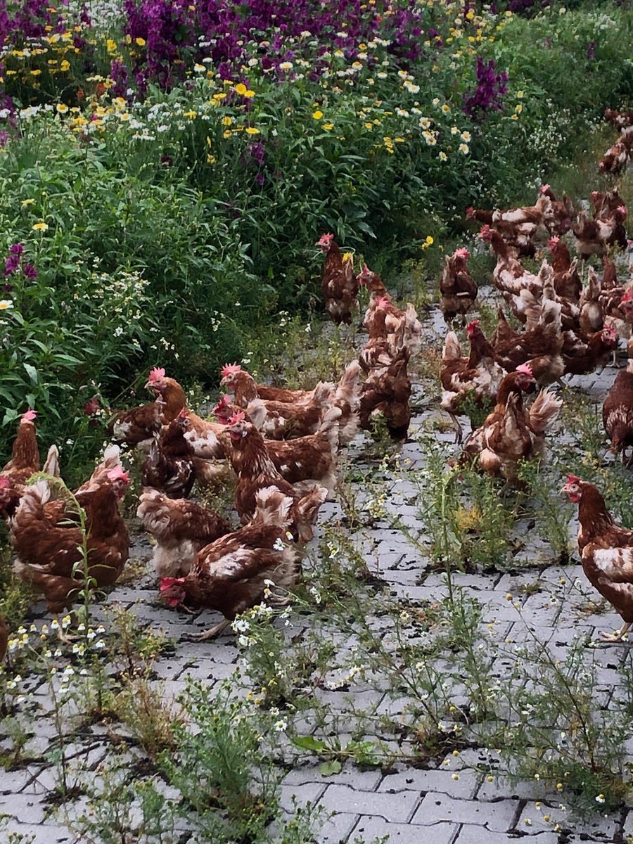 Henk Brink tweet media