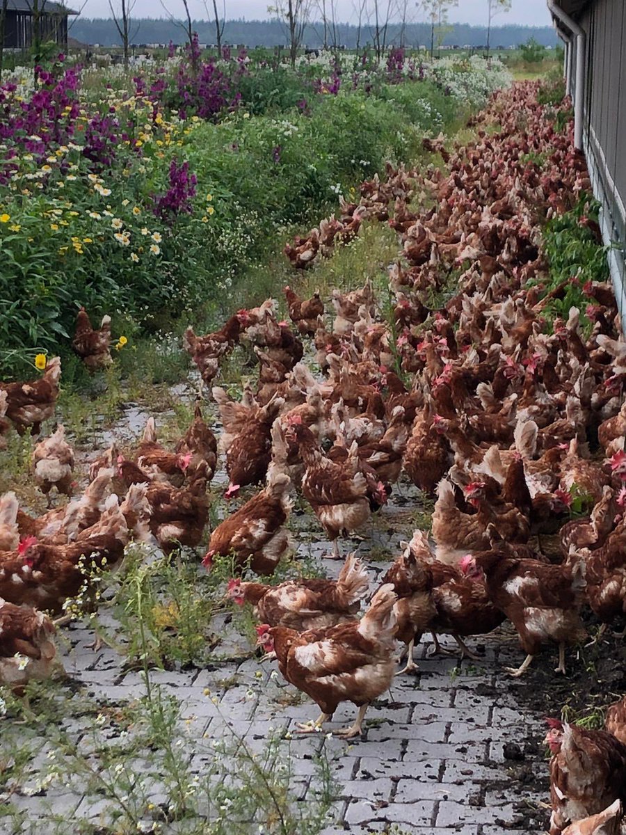 Henk Brink tweet media