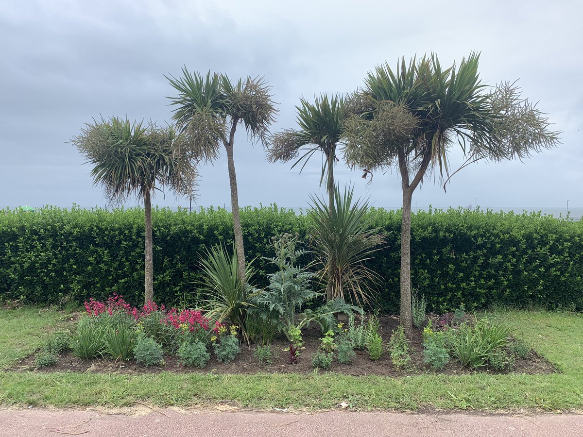 theovalct9's tweet photo. We’ve planted up loads more perennials and next week we’ll be applying compost mulch to the #OvalFlowerbeds 🌹🌺🌷🌿🐝 to prepare our community garden for the #CliftonvilleInBloom Peoples Vote! 👏👏👏 #cliftonville #community #cliftonvillecommunity #margate #thanet #lovemargate https://t.co/N2cNdIezhx