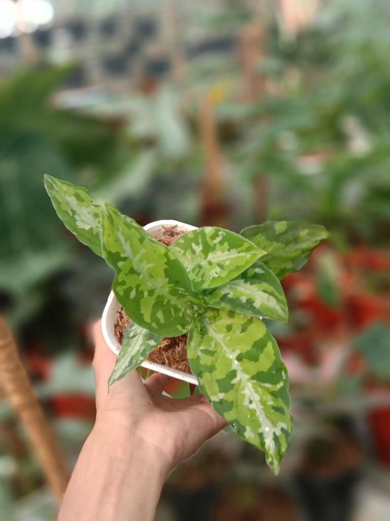 Ryan47806595's tweet photo. Forsale pictum tricoller https://t.co/za3nHAO8kv