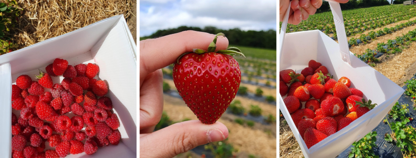 scobberlotching's tweet photo. Fruit picking at @brocksbushes is one of our favourite summer activities! They are releasing PYO dates every few days, and we can't wait to visit this year!

https://t.co/qrAbeiR2L3 https://t.co/fPKciIEMX1