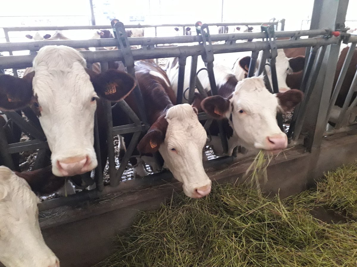 B_Rouille's tweet photo. 🚨 Visite en cours 🐄🧀

#livetweet ⤵️

#Montbéliarde #Soumaintrain #IGP 

#FrAgTw #ceuxquifontlelait https://t.co/7xaTPG9YIg