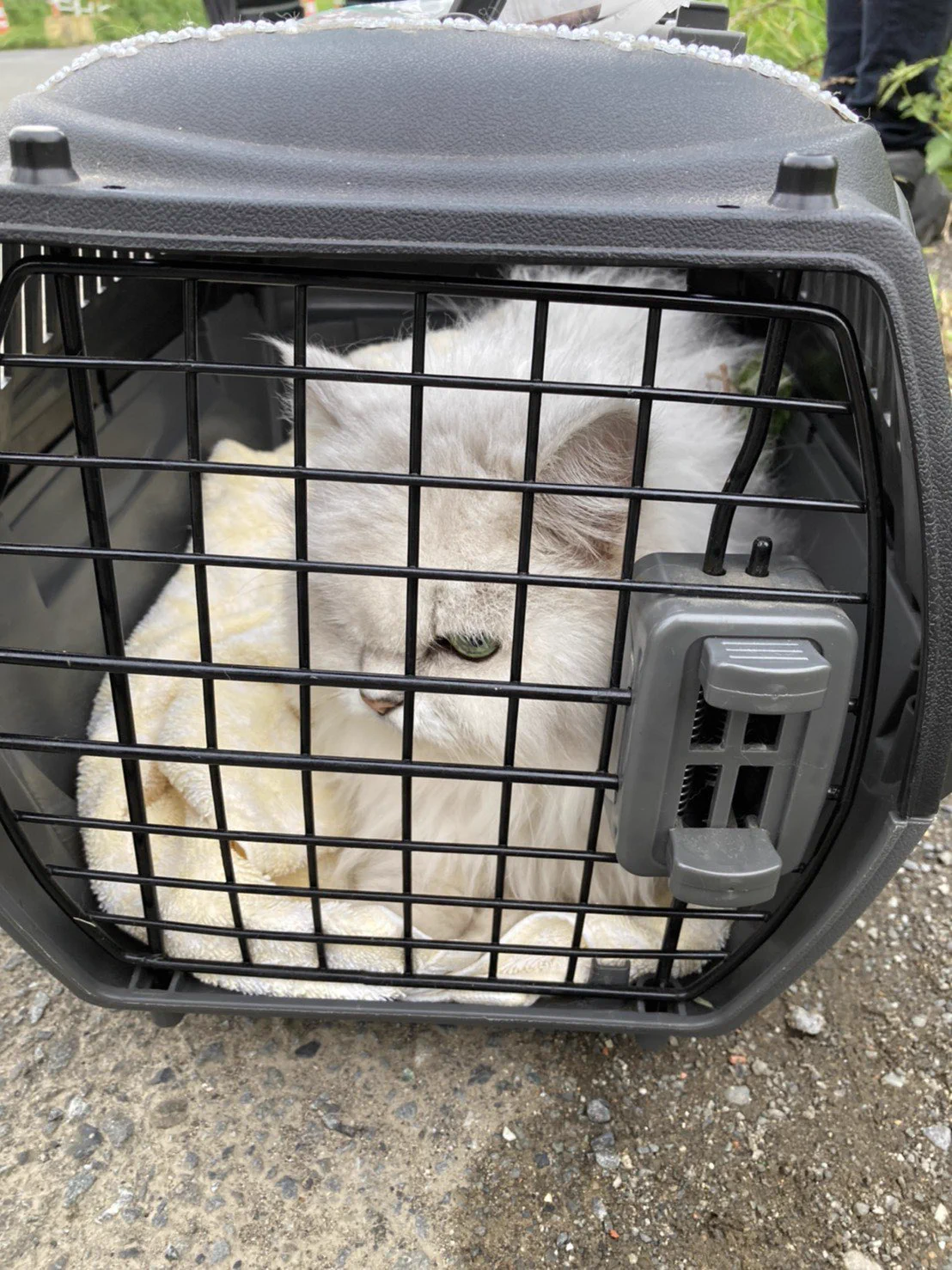 Twitterで愛猫が見つかる！奇跡としか言いようがない
