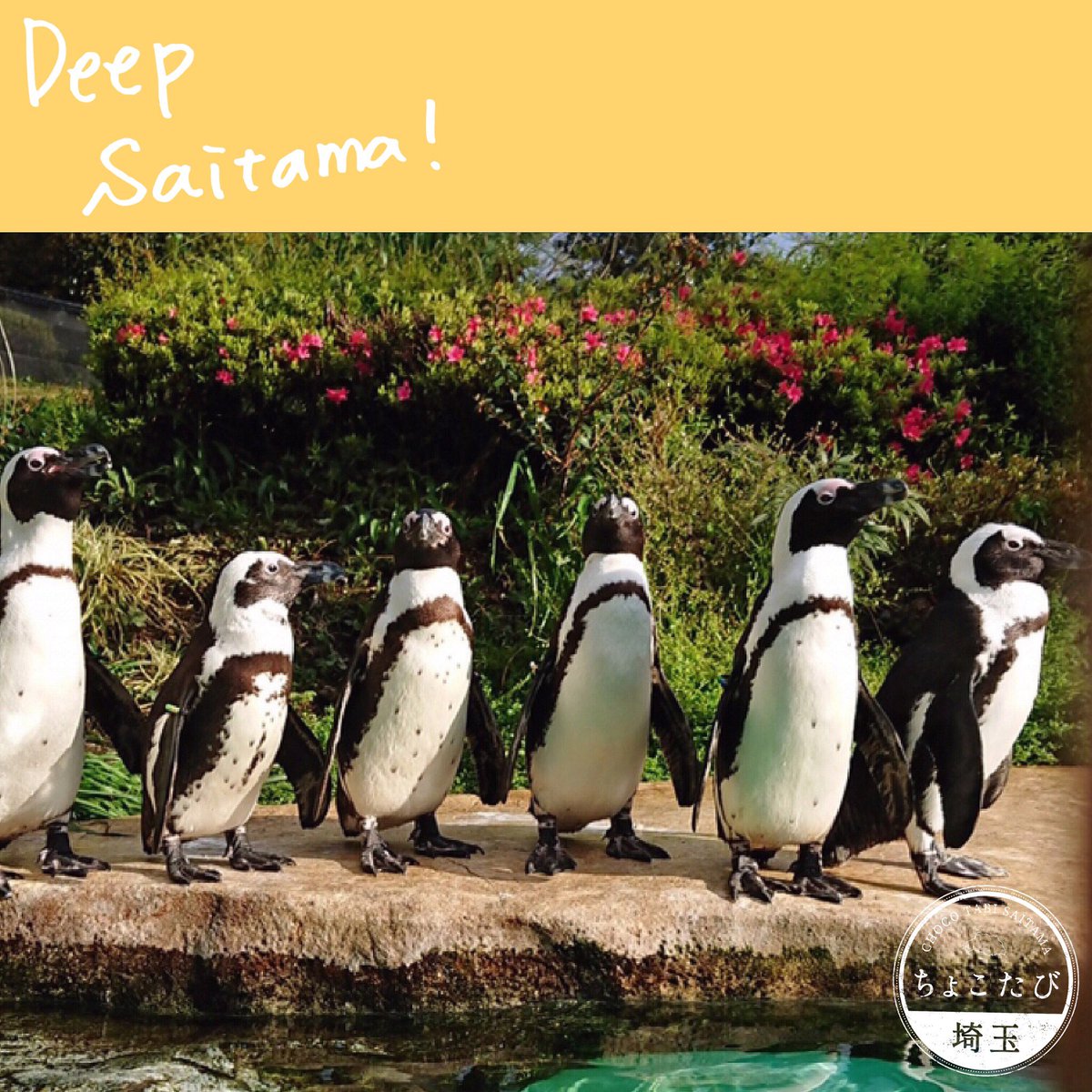 ちょこたび埼玉観光情報局 على تويتر おうちで癒し時間 智光山公園こども動物公園 T Co 53bij3xzd9 T Co Twdadhjf9y T Co P5lmmu0vmr 元気な動物たちの様子を動画で公開中 埼玉 ちょこたび埼玉 埼玉さんぽ 明日も埼玉を楽しもう