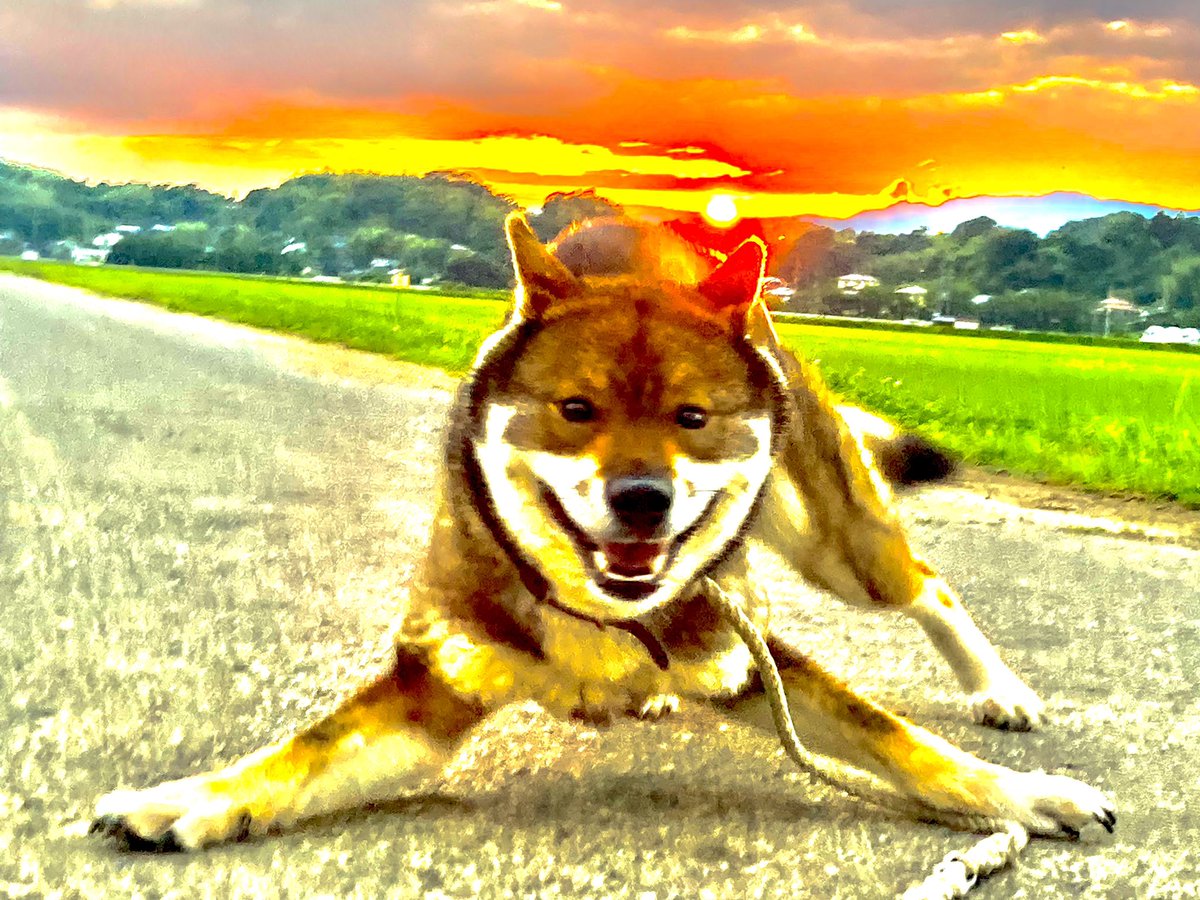 四国犬 金狼舎 H A N A Twitter