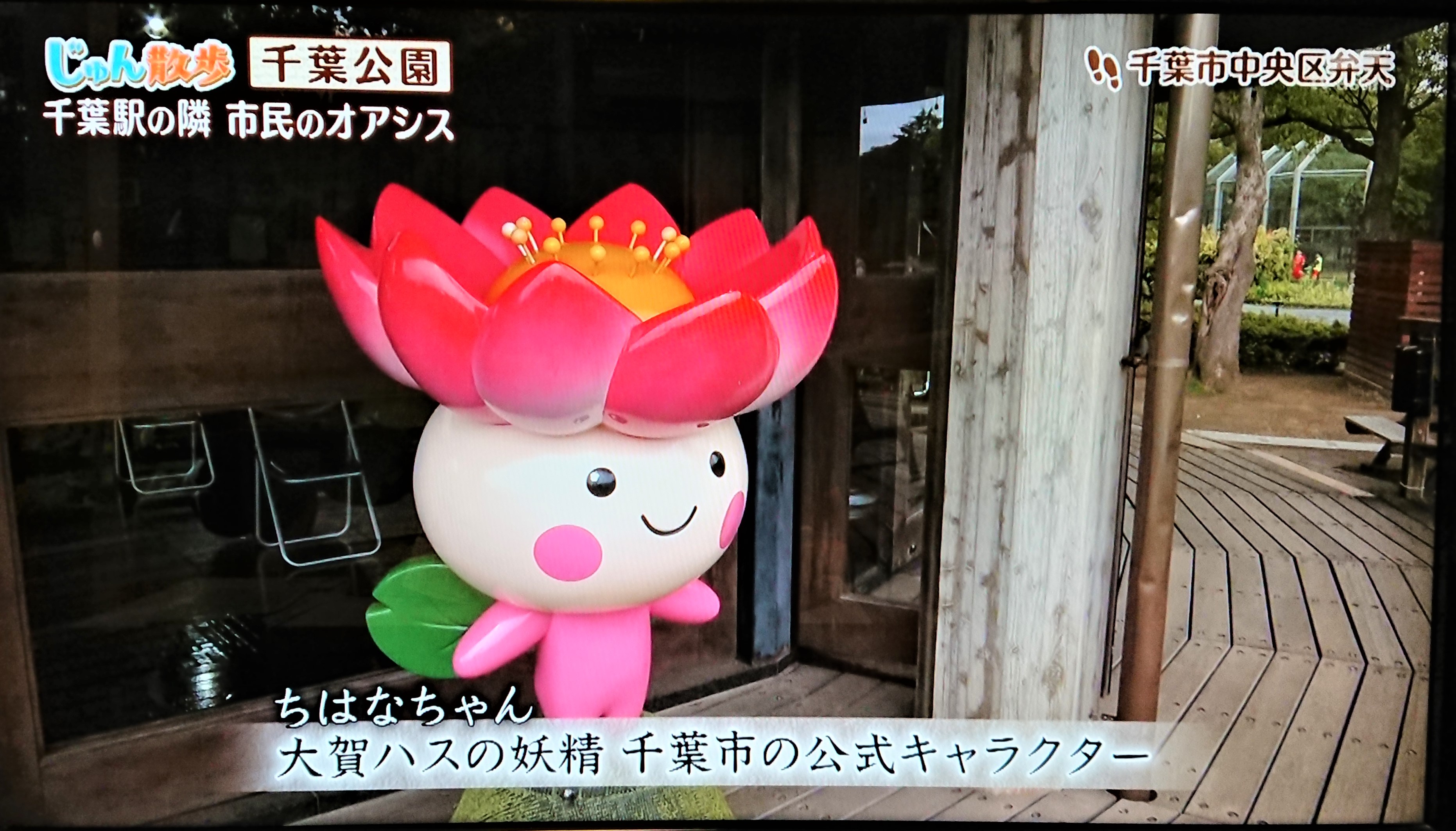 تويتر Chibafun 製粉 ミックス ツイッターチーム على تويتر 千葉県の公式キャラと言えば 先ほど引用リツした チーバくん ですが 千葉市の公式キャラはこちら ハスの妖精 ちはなちゃん 先週の じゅん散歩 からのワンシーンをご紹介 似顔絵も可愛く