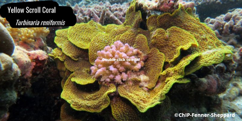 Y is for Yellow Scroll Coral

Classed as Vulnerable by the IUCN the Turbinaria reniformis are believed to be in decline in their habitat of the Indian &amp; Pacific Oceans, as overall coral reef habitat in the area is also declining.

#EDGEspecies #WeirdWednesday