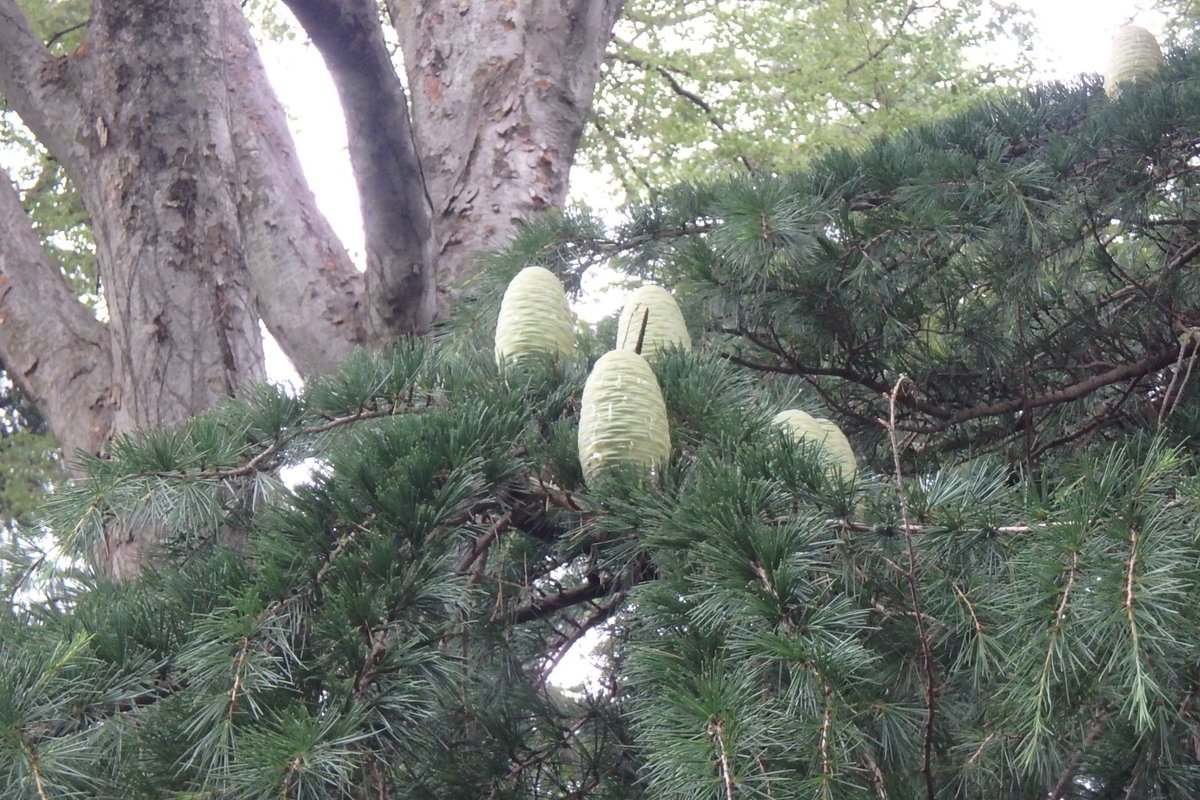 神代植物公園 ニュース V Twitter スタッフより 園芸係 しゃくなげ園の園路沿いのヒマラヤスギに実が付いています 前を通ると スギも松ぼっくりが付くのか という声が聞こえてきますが 実は ヒマラヤススギは マツ科ヒマラヤスギ属の植物でマツの仲間