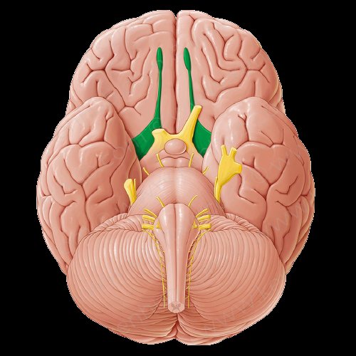 NeuroQuiz – Qual o nervo craniano está representado em verde?