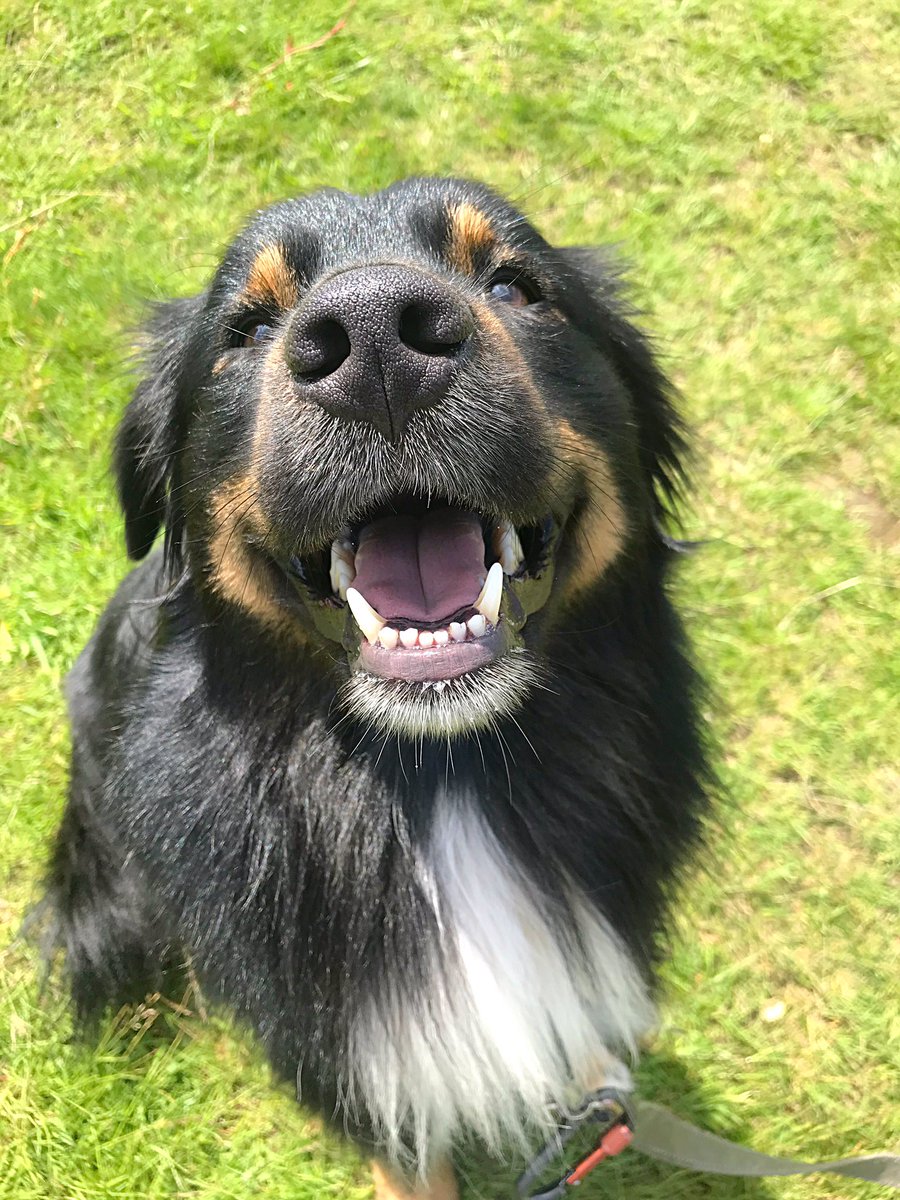 A bit of #WednesdayMotivation for you all from Kuiper! Smiles all round! #dogsoftwitter <a href="/rickygervais/">Ricky Gervais</a> <a href="/katenash/">Kate Nash</a>