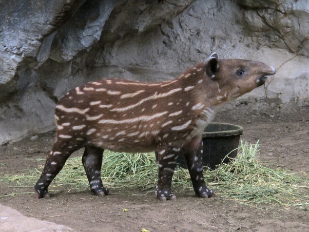 Tapir Specialist Grp Iucn Tapirs Twitter Tapir Specialist Grp Iucn Tapirs Twitter