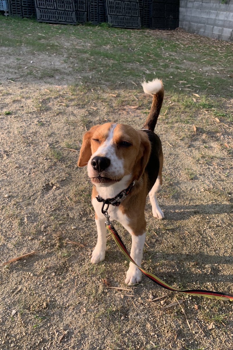 33dog_staff's tweet photo. またまた新入りノアくん♪
毎日フルパワーです！笑
躍動感ある写真ばかり💨
日差しが眩しいのかな？ウインク😉 https://t.co/op0xecVGC8