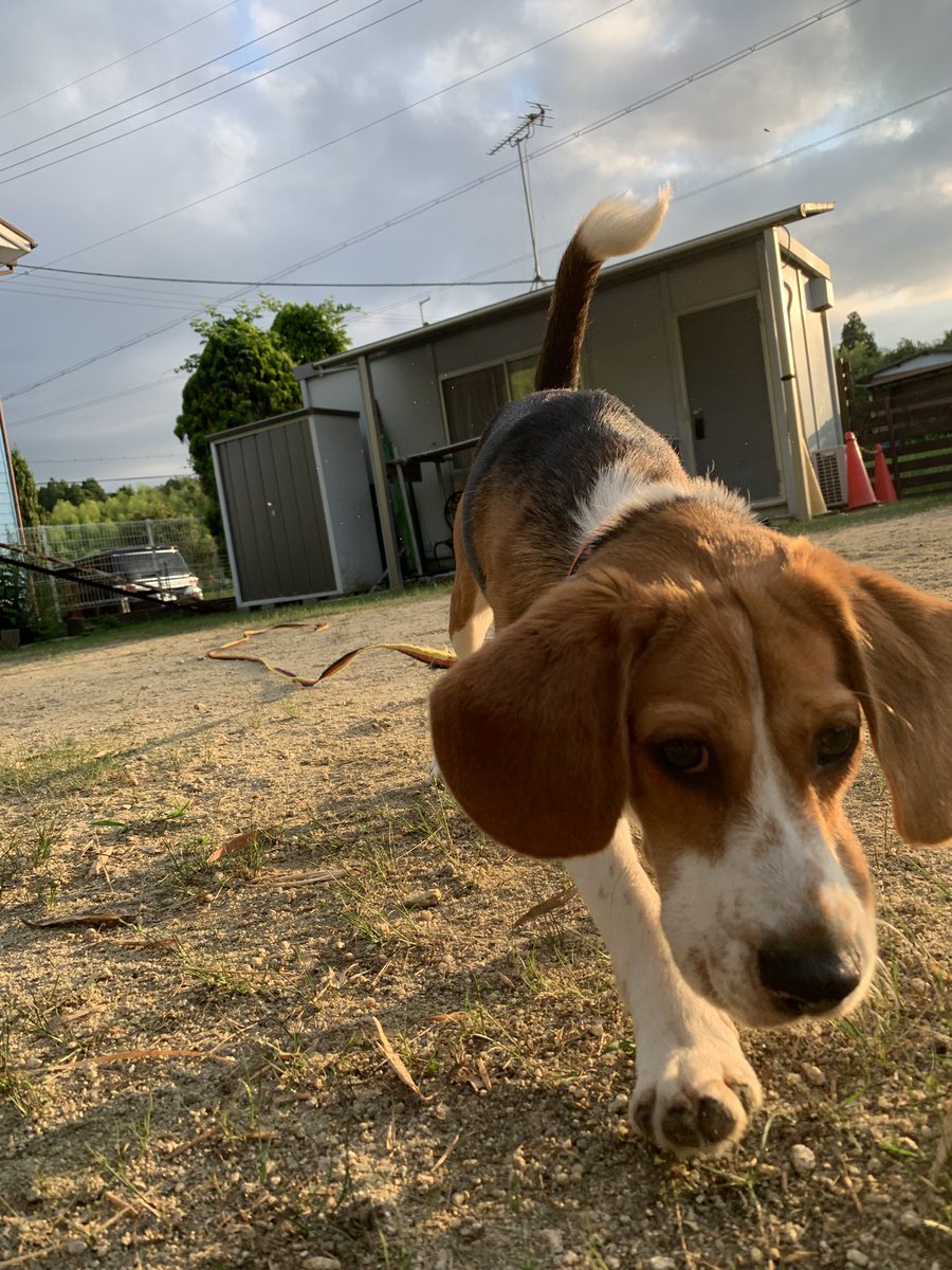 33dog_staff's tweet photo. またまた新入りノアくん♪
毎日フルパワーです！笑
躍動感ある写真ばかり💨
日差しが眩しいのかな？ウインク😉 https://t.co/op0xecVGC8