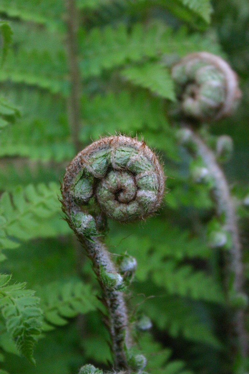 JaneHoodless's tweet photo. I love ferns & they're looking vibrant with all this rain. Pteridomania Contained, is one of a trio of pieces I made that collates the Victorian obsession for collecting, their veneration of nature & Wardian (plant transportation) cases. #FernFever https://t.co/rdeNX9wAE6