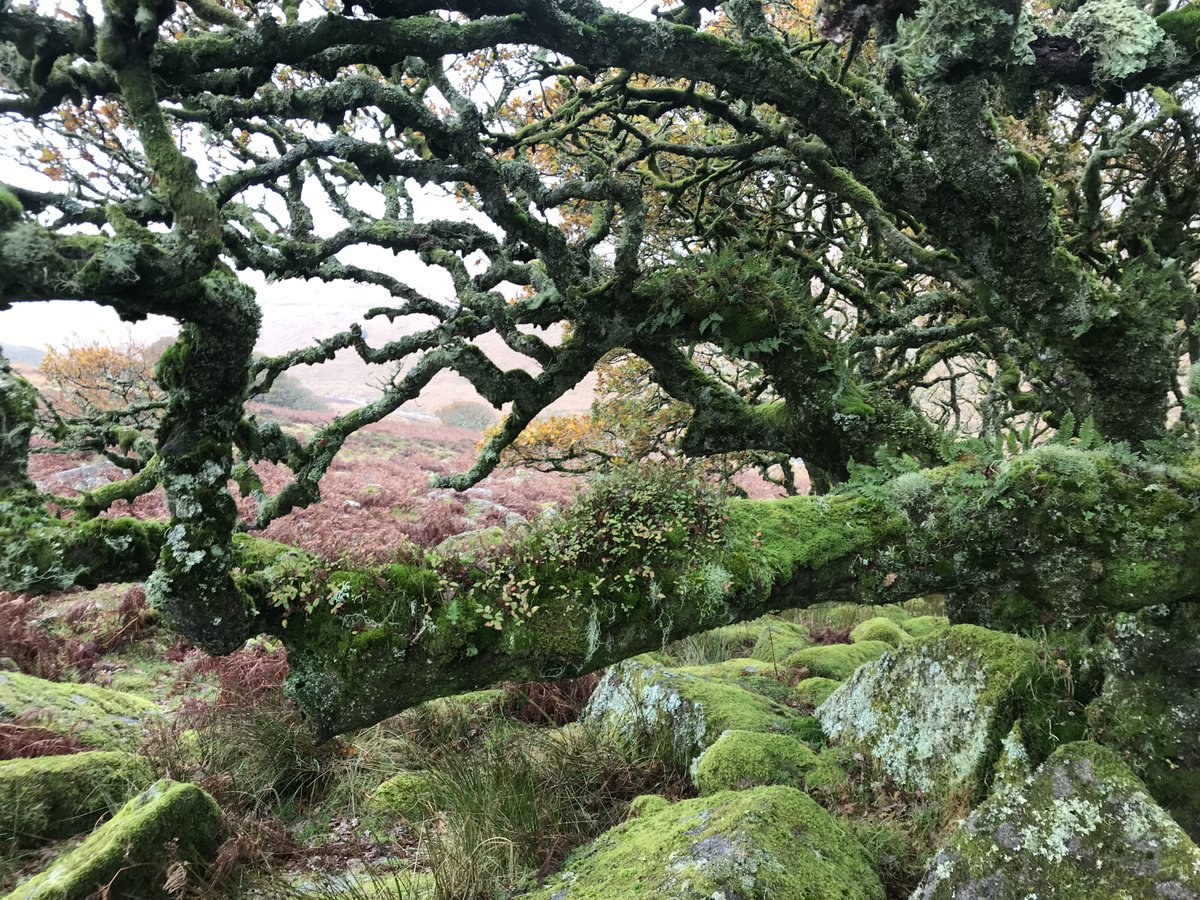 guyshrubsole's tweet photo. It's time to bring back Britain's lost rainforests.

My new blog makes the case for allowing our most iconic fragment of temperate rainforest - Wistman's Wood - to regenerate &amp; spread:

https://t.co/tJjJfMHxLT https://t.co/P38ngQ3eD8