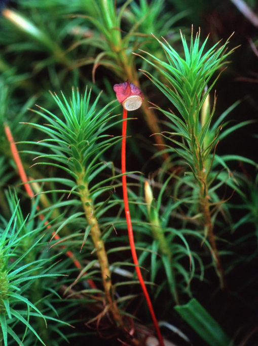 IAB_Bryology's tweet photo. 🥳🎉We are thrilled to announce a very special issue of Bryophyte Diversity and Evolution. As a celebration of the 50th anniversary of the IAB, we present 15 open-access papers reflecting the state of the art in bryophyte biology #Iamabotanist #openaccess https://t.co/VP9Ot5PLDP https://t.co/ZEbFipZZBl