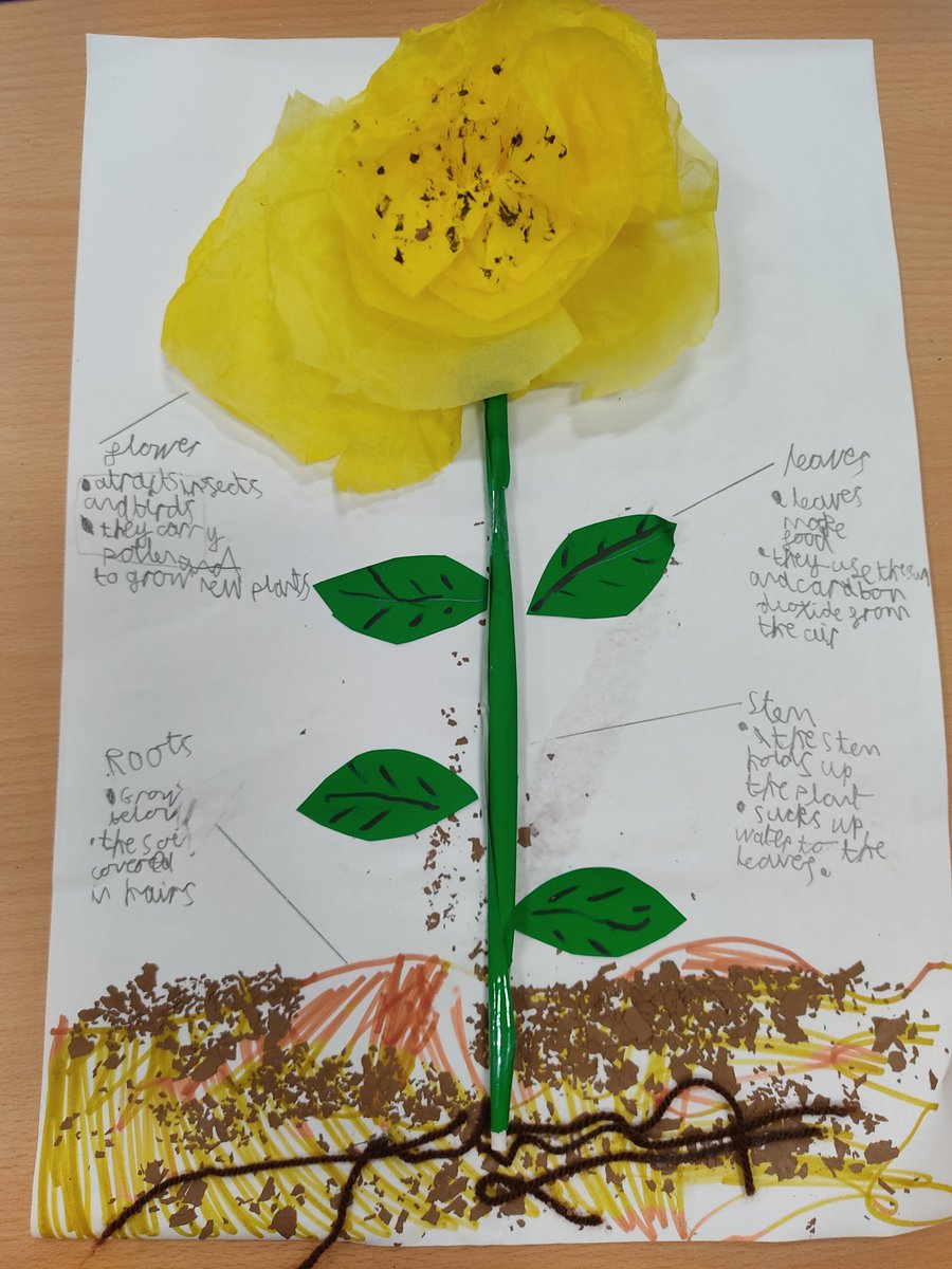 DringhousesPS's tweet photo. Class 6 (Y3) have been learning all about plants in their science topic this half term. The children have created these brilliant representations of plants and labelled each part with the functions.π±π·π» #DringScience https://t.co/pqJKXIooKY