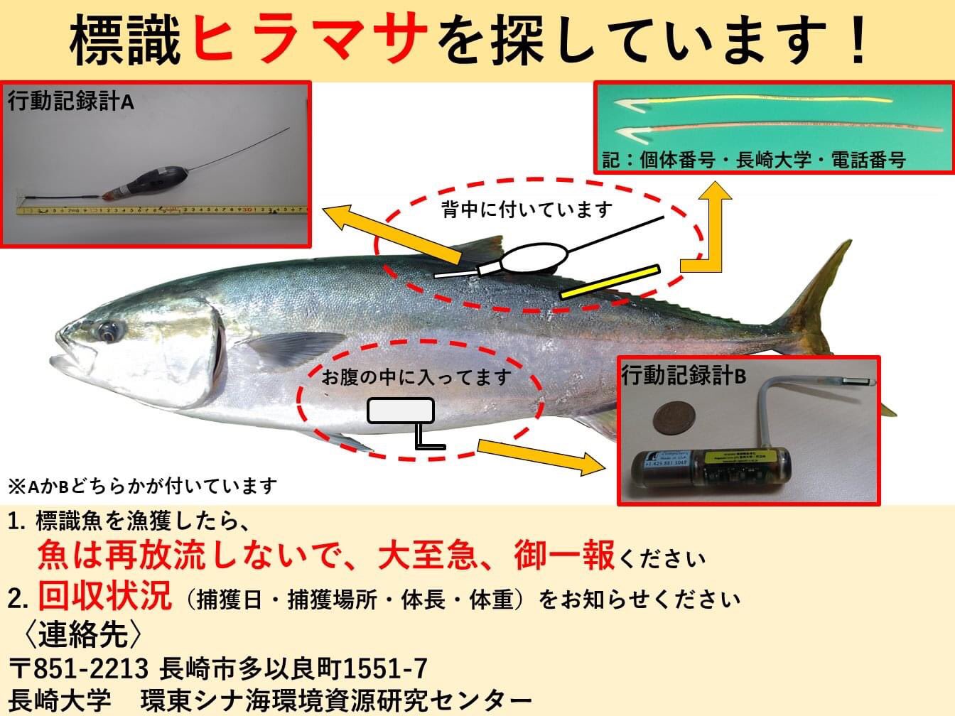 ながおさ 長崎被爆三世 昨日 長崎県平戸市生月島より タグ付きのヒラマサが放流されたとのことです 背中にタグがついていたり お腹からケーブルが飛び出しているヒラマサを捕獲したら 再放流せずに確保後 下記の所へ連絡してくださるようお願いします ながおさ 長崎被爆三世 昨日 長崎県平戸市生月島より タグ付きのヒラマサが放流されたとのことです 背中にタグがついていたり お腹からケーブルが飛び出しているヒラマサを捕獲したら 再放流せずに確保後 下記の所へ連絡してくださるようお願いします