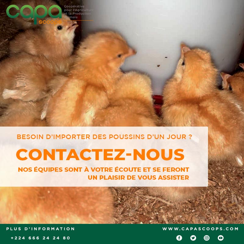 capascoops's tweet photo. Vous souhaitez importer des poussins d'un jour ? Nos équipes sont à votre écoute pour vous y aider et partager notre expérience. N'hésitez pas à nous joindre par WhatsApp au +224 666 24 24 80 ou par courriel à contact@capascoops.com https://t.co/ofBtSxTVEU