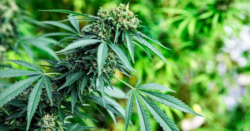 Nu op WF Nieuws: "Drie kilo henneptoppen in woning Palissade Hoorn" | #hoorn #henneptoppen #politie #woning #palissade ..