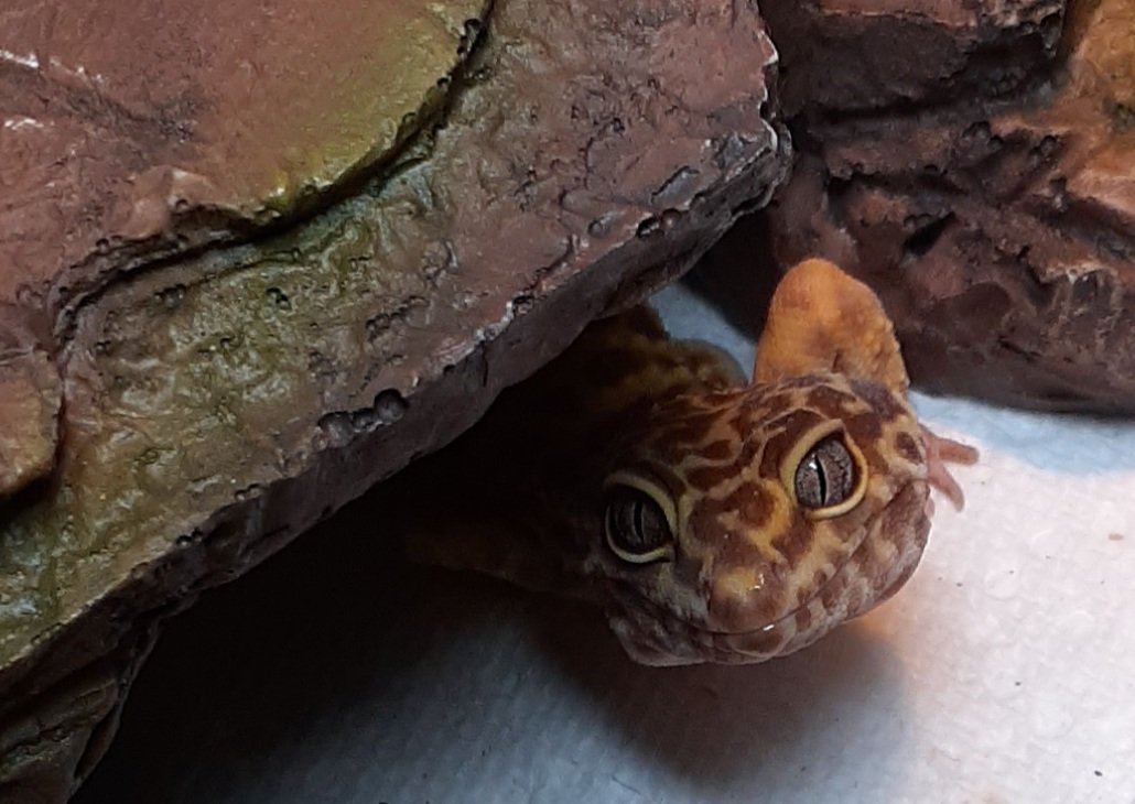 PickleMiTimbers's tweet photo. @emzoticofficial He was a rescue who was forced to live in a 10 gallon tank with no lights, no heat and 2 tissue boxes for hides. He's doing so much better https://t.co/qXCKbblavp