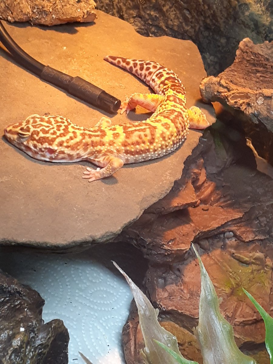 PickleMiTimbers's tweet photo. @emzoticofficial He was a rescue who was forced to live in a 10 gallon tank with no lights, no heat and 2 tissue boxes for hides. He's doing so much better https://t.co/qXCKbblavp