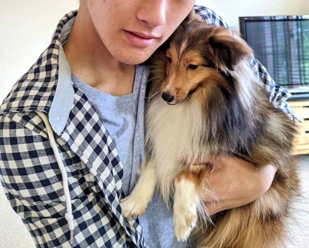 ミニシェルティ Twitter Search Twitter