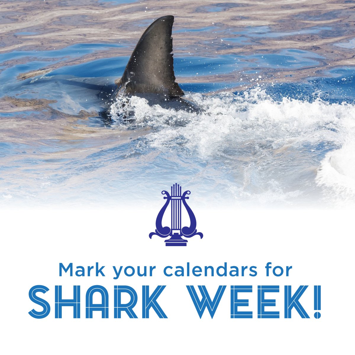 You don't want to miss this! 
We will be showing Jaws on August 14th, 7:30PM.
Come celebrate Shark Week at the Columbia Theatre with a big screen showing of Spielberg’s legendary creature feature!

columbiatheatre.org