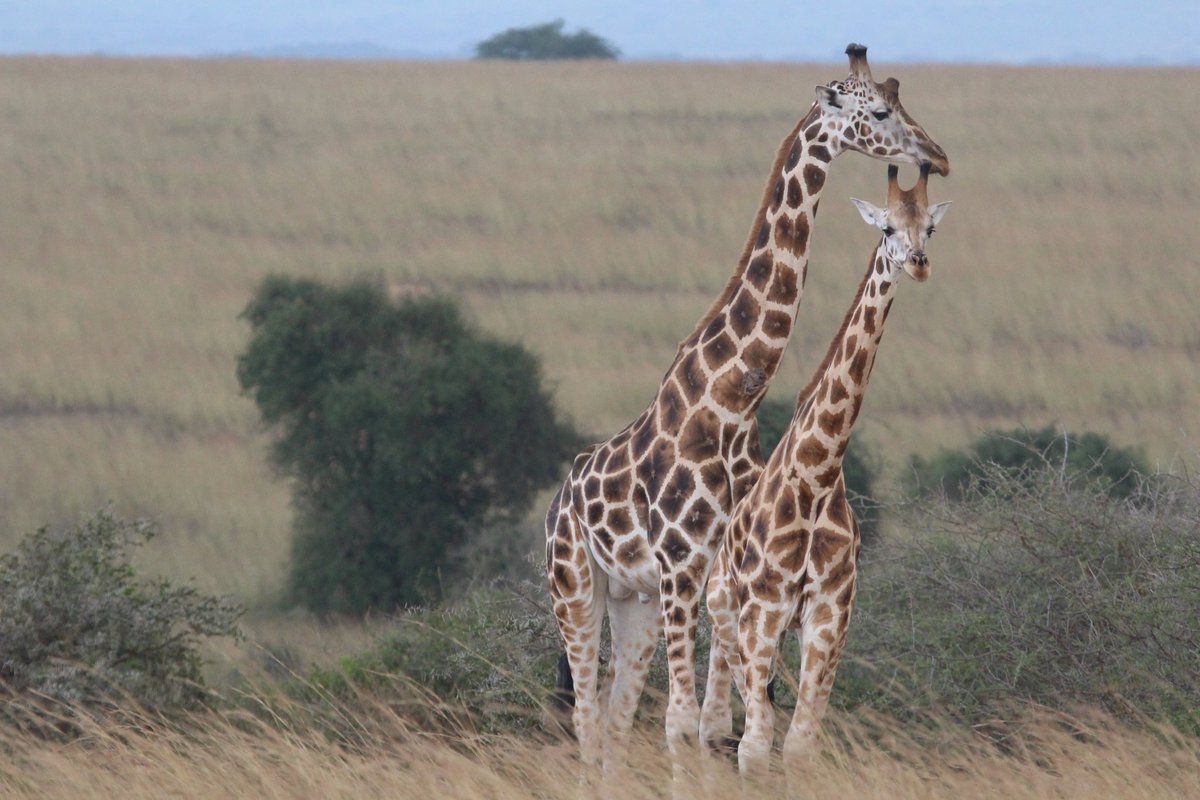 A blissful and outstanding upthrust force you witness every time you have bondage with Uganda's largest national park.
#murchisonfallsnationalpark